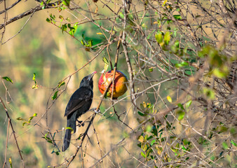 pajaro negro de pico blanco alimentandose en planta de granada