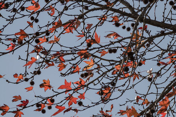 Hojas ocres del árbol en otoño. 6