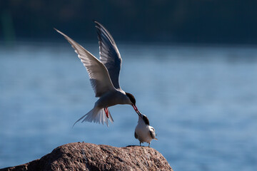 Common tern feeding Its adorable chick - obrazy, fototapety, plakaty