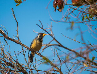 pajaro marron, cabeza negra y pico anaranjado alimentandose en planta de granada
