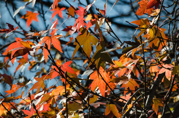 Hojas ocres del árbol en otoño. 5