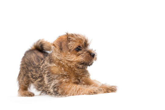 Norfolk Terrier Images Browse 1 403 Stock Photos Vectors And Video Adobe Stock