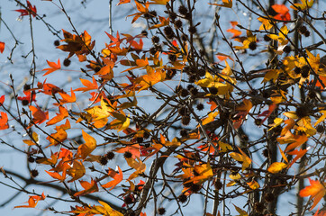 Hojas ocres del árbol en otoño. 3