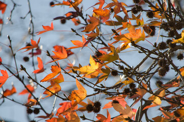 Hojas ocres del árbol en otoño.