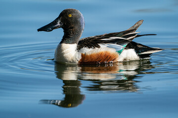 Fototapeta premium Northern Shoveler male