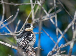 pequeño pajaro carpintero posado en rama seca