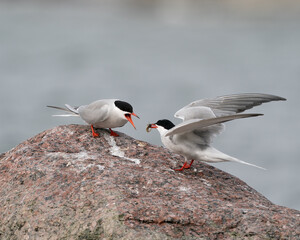 Common Tern