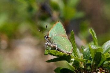 A Green Hairstreak butterfly perched on green leaves.