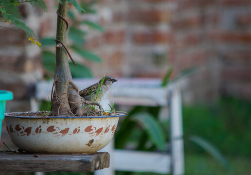 gorrion posado en maseta de jardin