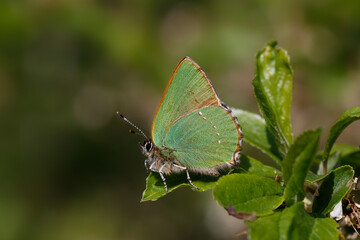 A Green Hairstreak butterfly perched on green leaves.