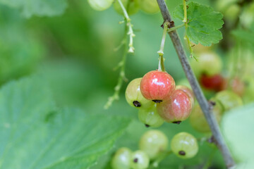Green and light red berries on branch