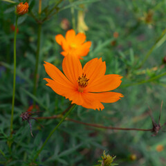 Photograph of orange flowers in the park