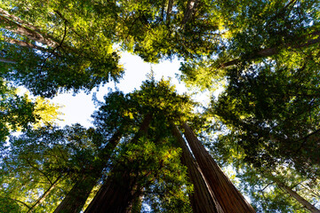 Redwood forest tree tops towering up to the sky