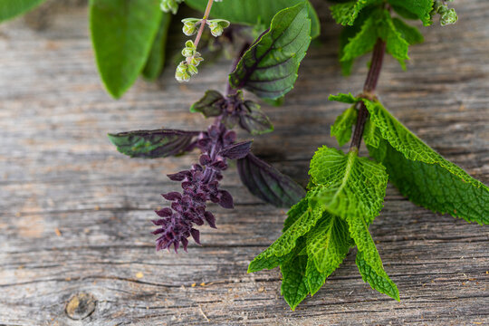 Herbs Fresh From The Garden - Boquet Of Sage, Mint, Basil, Rosemary On An Old Wooden Board