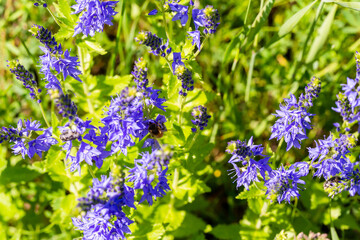 Veronica allionii closeup