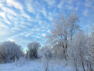winter and frost and the trees and the sky