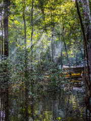 Amazonia, dark jungle