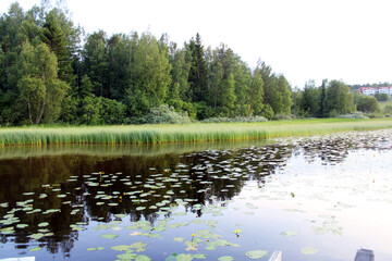 the edge of the lake and water lilies and grass and trees
