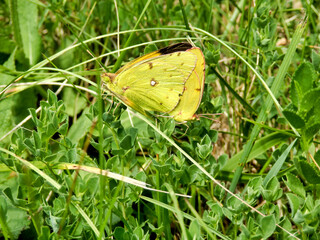 Clouded Yellow Butterflies (Colias croceus) mating