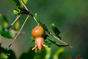 pequeña flor de granada de color amarillo anaranjado