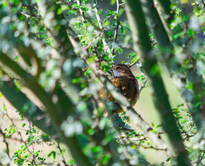 Fototapeta na wymiar hornero pájaro de color canela posado en rama