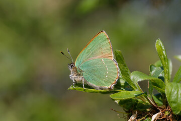 Fototapeta na wymiar A Green Hairstreak butterfly perched on green leaves.