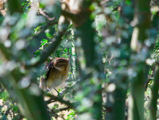 hornero pájaro de color canela posado en rama