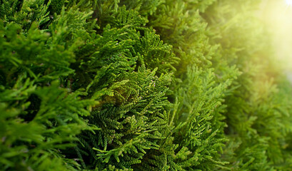 Blurred thuja hedge with sun and sunbeams background