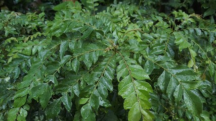 Curry leaf tree with water drops.Dew on curry leaf tree branch.