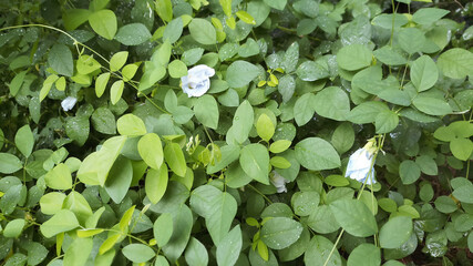 "Katarolu" creeper plant.Flower creeper in out door park."Clitoria ternatea" plant.