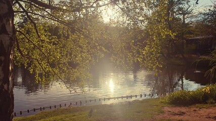 Obraz premium morning in the forest