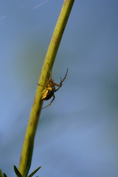 schwarz gelbe Spinne krabbeln ekelhaft