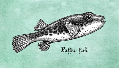Ink sketch of fugu fish.