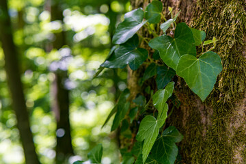 Obraz premium Fantastic forest in Upper Swabia