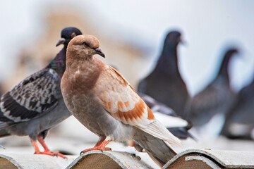 Pigeons are sitting on the roof against the sky.