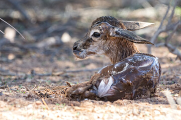 Springbuck Newborn