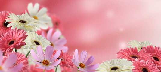 image of beautiful flowers in the garden close-up