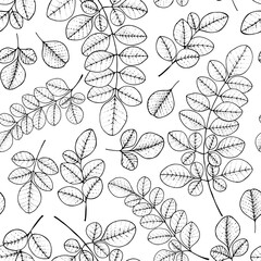 Moringa leaf seamless pattern. Hand drawn vector illustration. Design for vintage packaging. Engraved style.