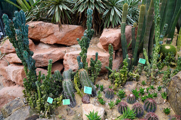 variety of cacti in the greenhouse of the park