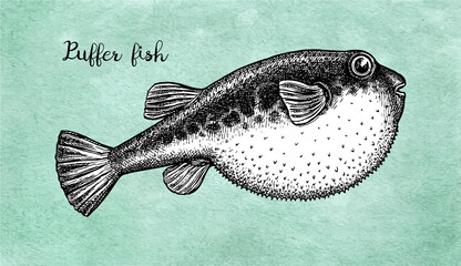 Ink sketch of fugu fish. © alhontess