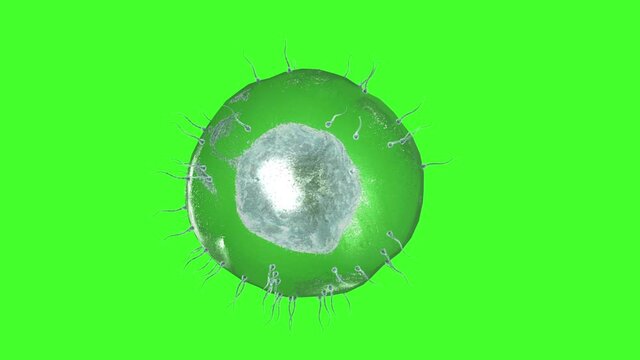 Human sperm approaching human egg. Green screen