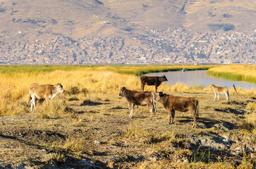 It's Cows at the lake Titicaca in Peru