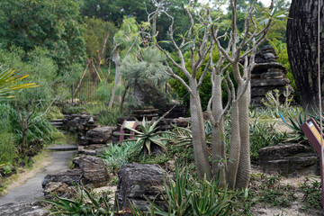 The plant Pachupodium geayi is a species of Pachypodium that originated from southwestern Madagascar