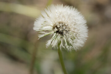 dandelion seed head