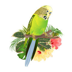 Green  Budgerigar, home pets ,green  parakeet  on a branch bouquet with tropical flowers hibiscus, palm,philodendron watercolor vintage vector illustration editable hand draw