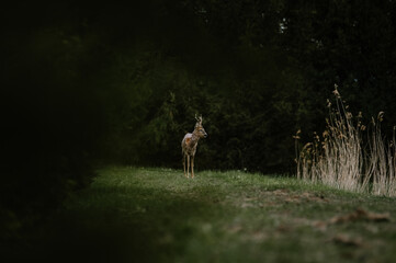 Mały samotny jelonek stojący na skraju lasu