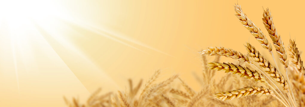 image of wheat spikelets on a gold background
