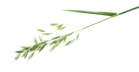 Green young oats isolated on white background