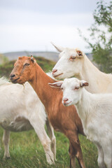 A herd of goats are carefully looking into the distance on a pasture