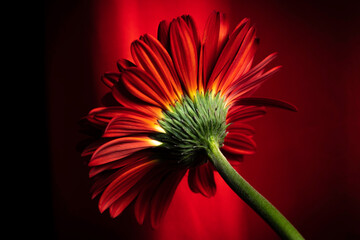 a red gerbera flower on the dark key